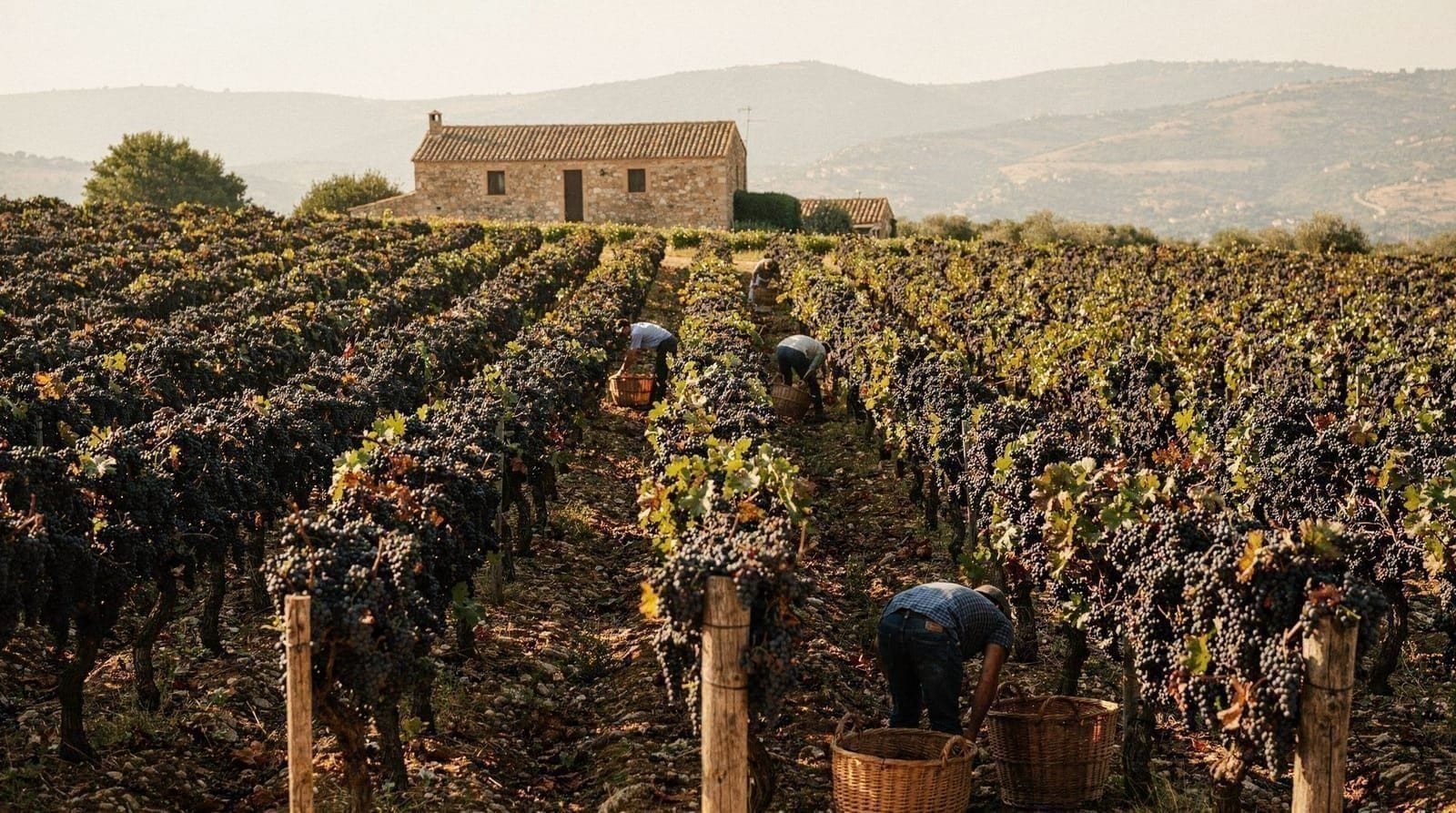 The Sardinian wine harvest, and what visitors can actually join