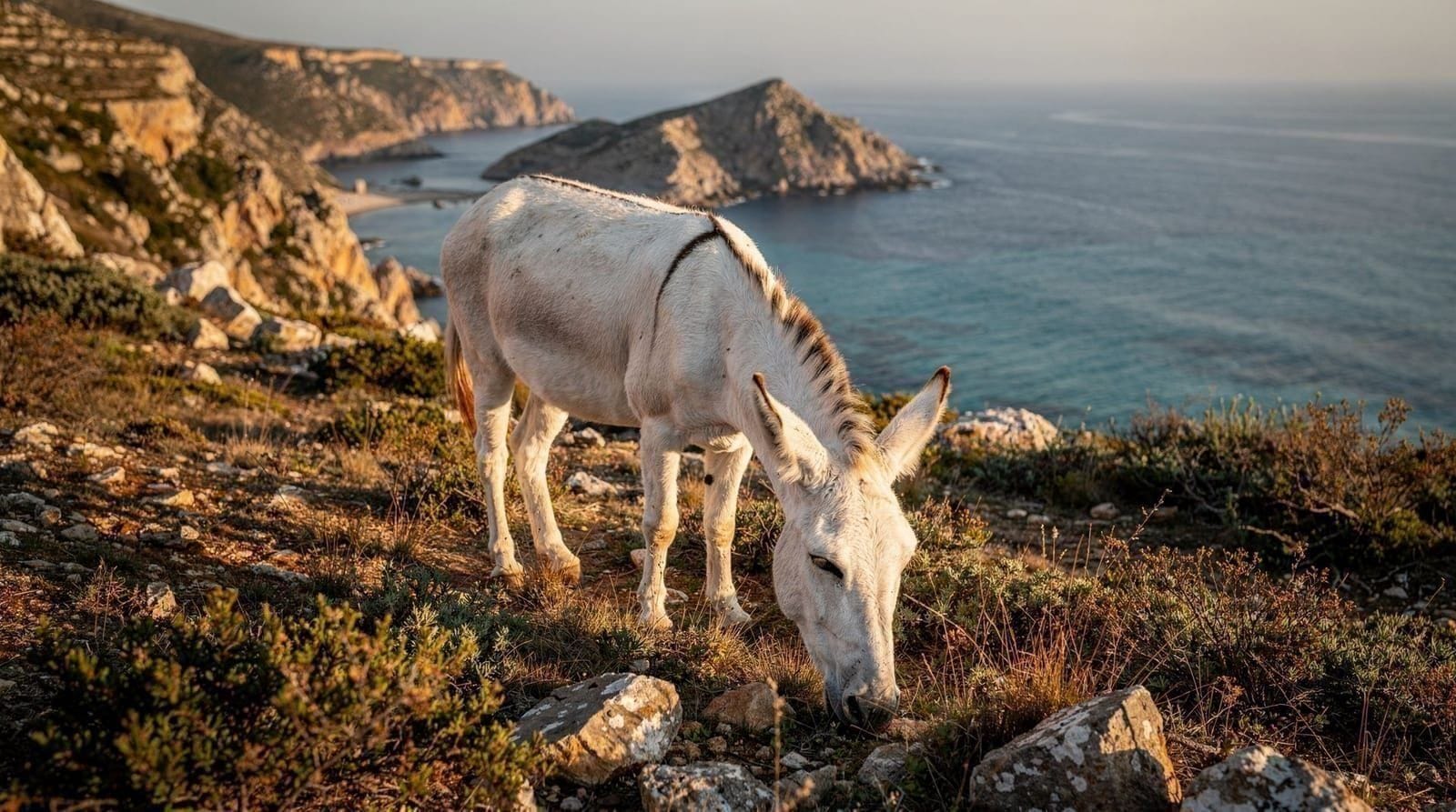 Asinara: the former prison island with white donkeys