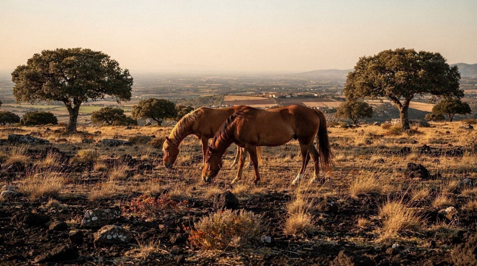 The Marmilla and the Giara: Sardinia's quiet farming interior
