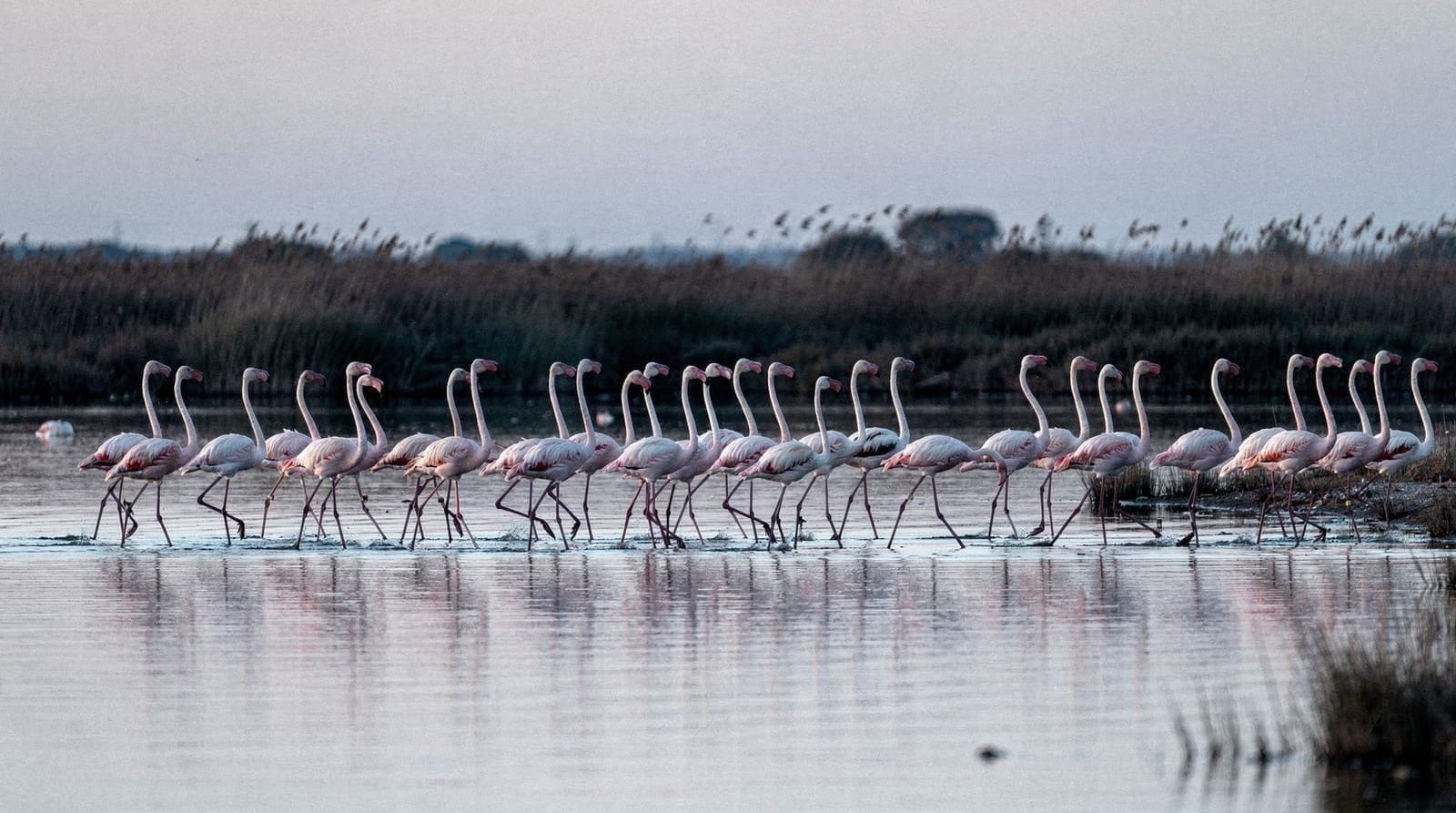 Birdwatching in Sardinia