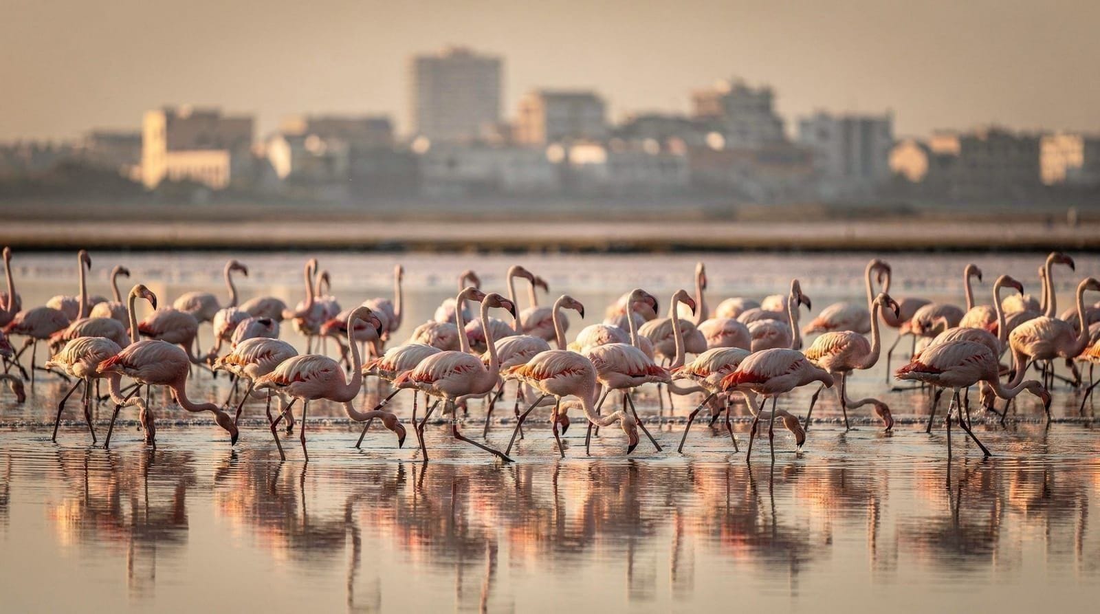 Flamingos at Molentargius, Cagliari
