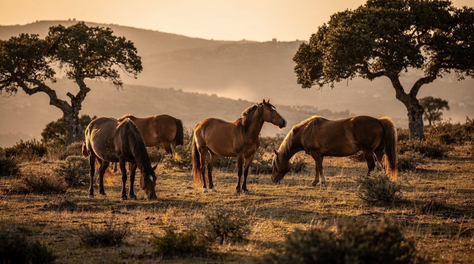Sardinian wildlife — what you can see