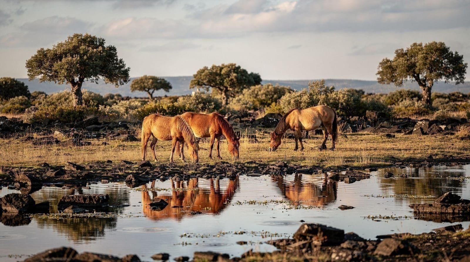 The wild horses of the Giara