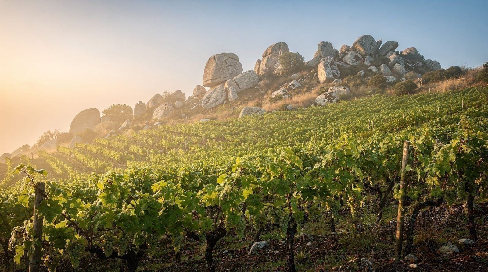 Vermentino di Gallura, Sardinia's only DOCG wine